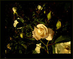 Бяла роза ; comments:16