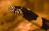 Калифорнийска кралска змия ; comments:6