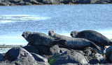 Сиви тюлени-Atlantic Grey Seal ; comments:10