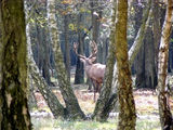 Foret de Fontainebleau.. near Paris .. ; comments:9