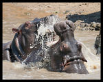 Fighting Hippo`s ; comments:10