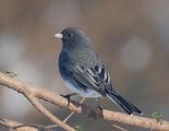 dark eyed junco ; comments:12