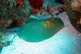 blue spotted sting ray ; comments:11