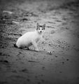 Плажна котка ; comments:9
