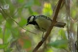 Parus major ; comments:7