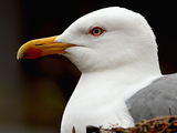 Сребриста чайка - портрет ; comments:10