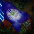 Синьо цвете ; comments:15