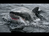 Great White ; comments:65