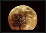 фотографът и луната ; comments:149