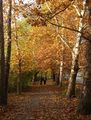 Красива есен ; comments:4