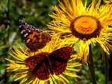 цветя и пеперуди ; comments:2