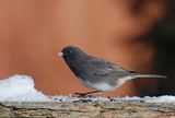 dark eyed junco ; comments:22