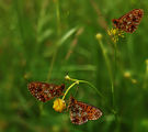 Спящи пеперуди ; comments:21