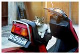 Следобедни истории с котки: Зен и изкуството да се поддържа мотоциклет - Първи дубъл ; comments:7