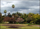 Ботаническата градина в Бризбей, Австралия ; Коментари:6