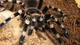 Acanthoscurria geniculata ; comments:4