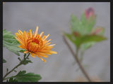 no name ( ID=991490 ) ; comments:17