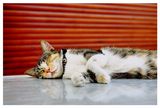 Следобедни истории с котки: Котка върху горещ ламаринен покрив ; comments:4