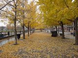 Есен в Монреал- Канада ; comments:12