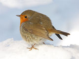 Erithacus rubecula ; comments:62