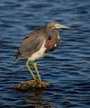 Egretta tricolor ; comments:21