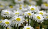 DAISIES ; comments:41