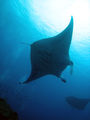 Giant manta ray ; comments:15