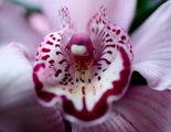 орхидея ; Comments:9