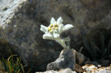 edelweiss ; comments:12