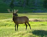 Elk,Yellowstone NP ; comments:11