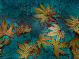 Fall leaves ; Коментари:11