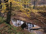 Клони протягат ръце към водата... ; Коментари:44