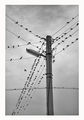Птици на жици ; comments:25