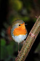 ERITHACUS RUBECULA ; comments:36