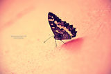 ..buterfly.. ; comments:9