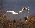 White horse ; comments:9