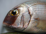 Couch&#039;s Bream ; comments:6