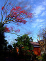 Есенна Япония ; comments:3