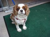 king charles cavalier ; comments:3