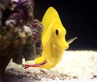 Yellow Tang & Cleaner Shrimp ; Коментари:6