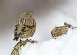 Alpine accentor ; Коментари:20