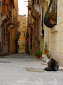 the cats of Malta ; comments:16