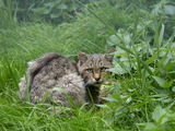Европейска дива котка (Felis silvestris silvestris) ; comments:24