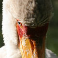 Жълтоклюн щъркел (Mycteria ibis) ; comments:4