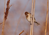 Тръстикова овесарка (Emberiza schoeniclus) ; comments:14