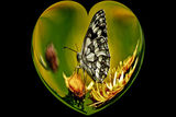 ...любовта е пеперуда... ; comments:26