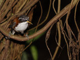 Кестеновогръб дрозд (Pomatorhinus montanus) ; Коментари:26