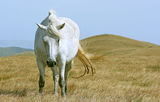 бял кон на връх Руен ; comments:5