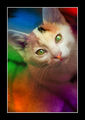 Cat in colors ; comments:6