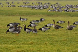 Белобуза гъска (Branta leucopsis) и Голяма белочела гъска (Anser albifrons) ; comments:16